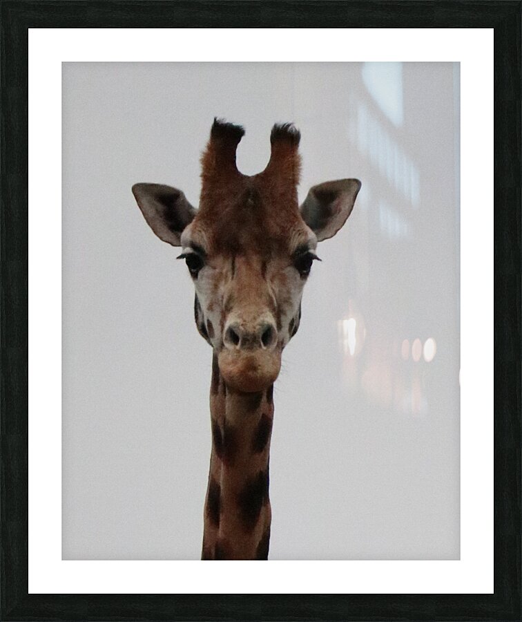 Giraffe portrait  Picture Frame print
