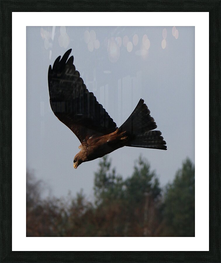 Bird flying Picture Frame print