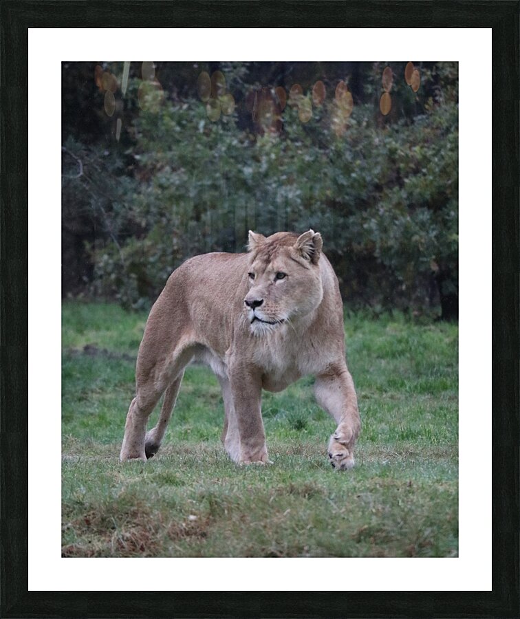 Lioness walking Picture Frame print