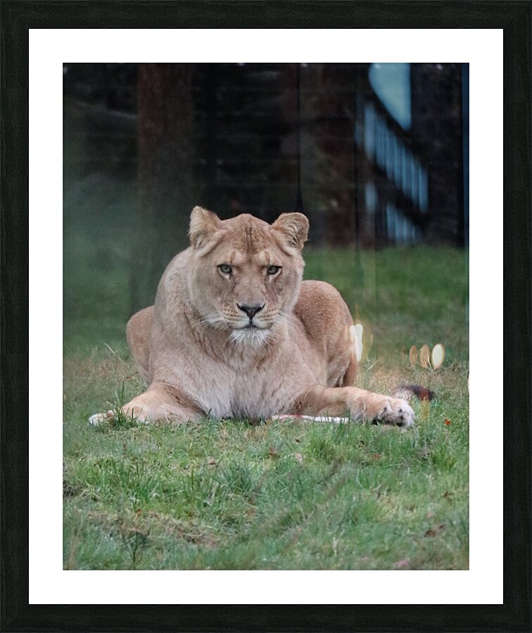 Lioness staring Picture Frame print