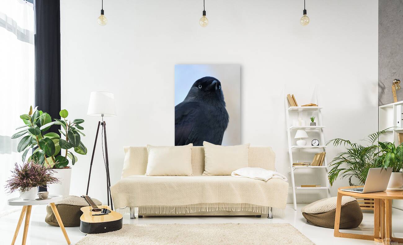 Black bird Reproduction