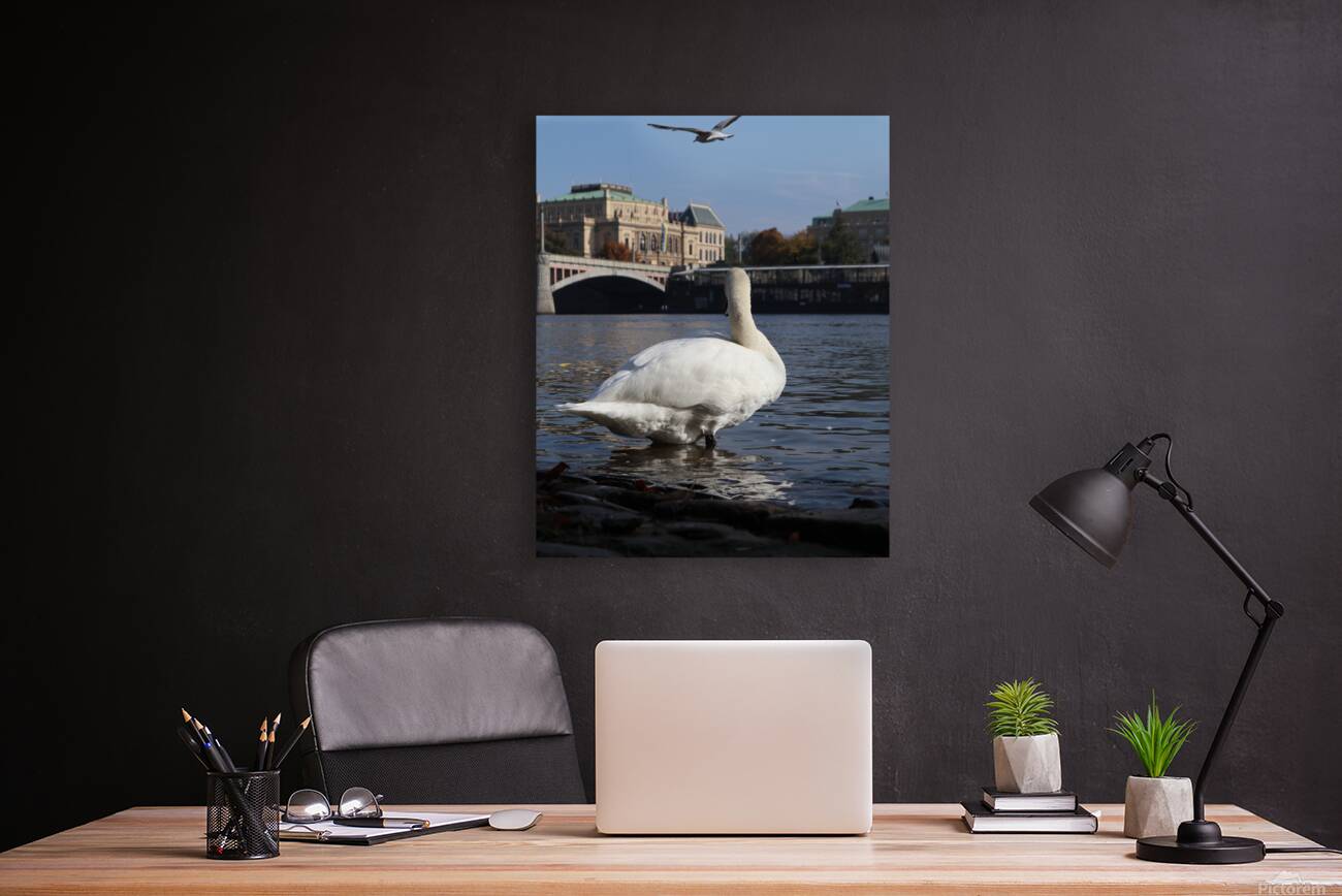 Swan Prague Reproduction