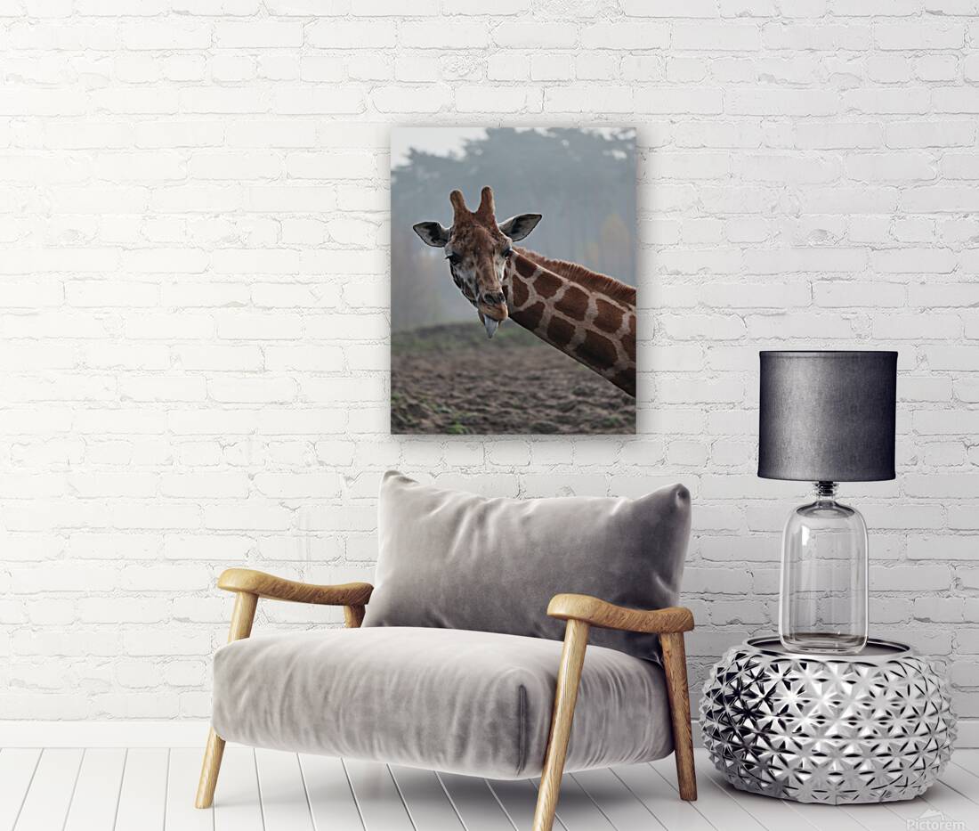 Giraffe Reproduction