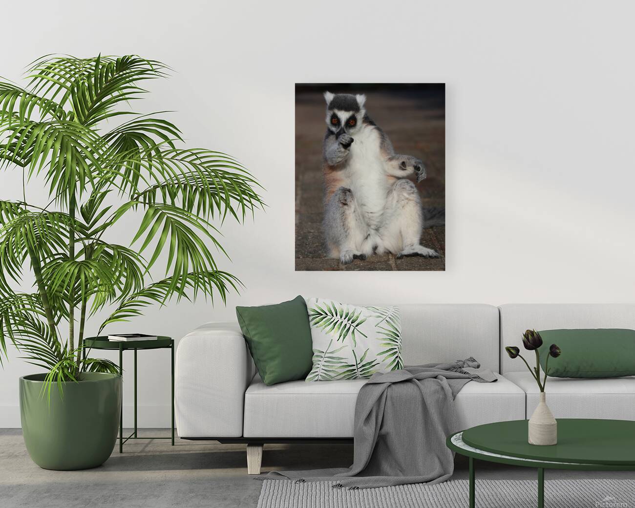 You   Ringtailed lemurs Reproduction