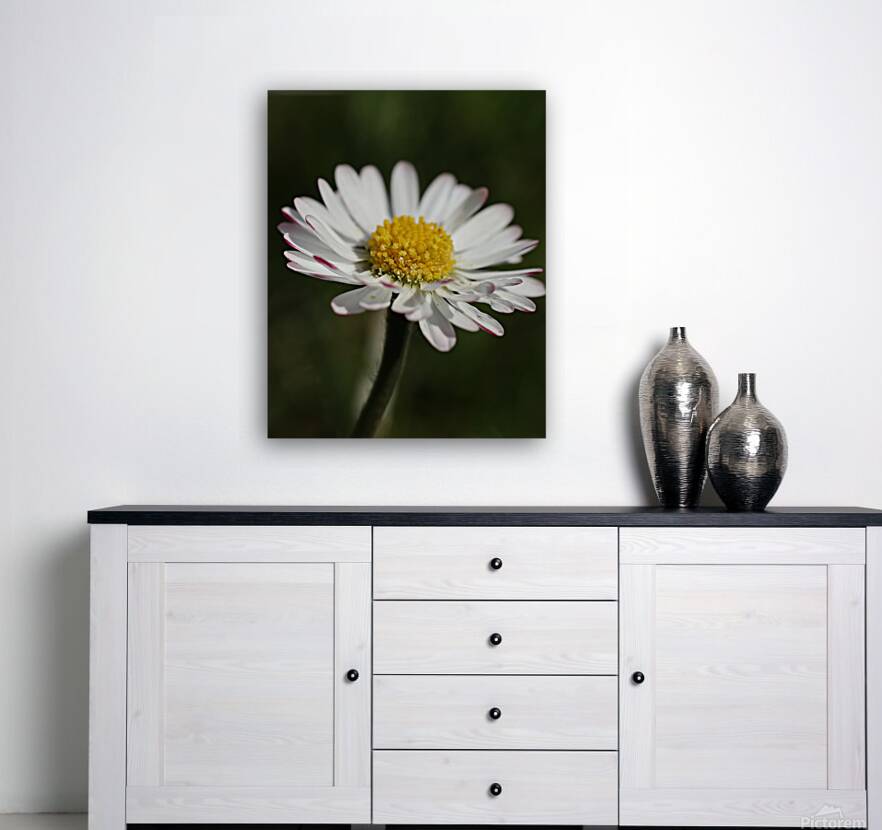 Daisy close up Reproduction