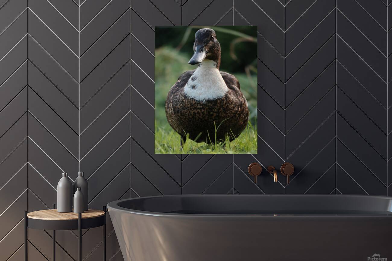 Duck Reproduction