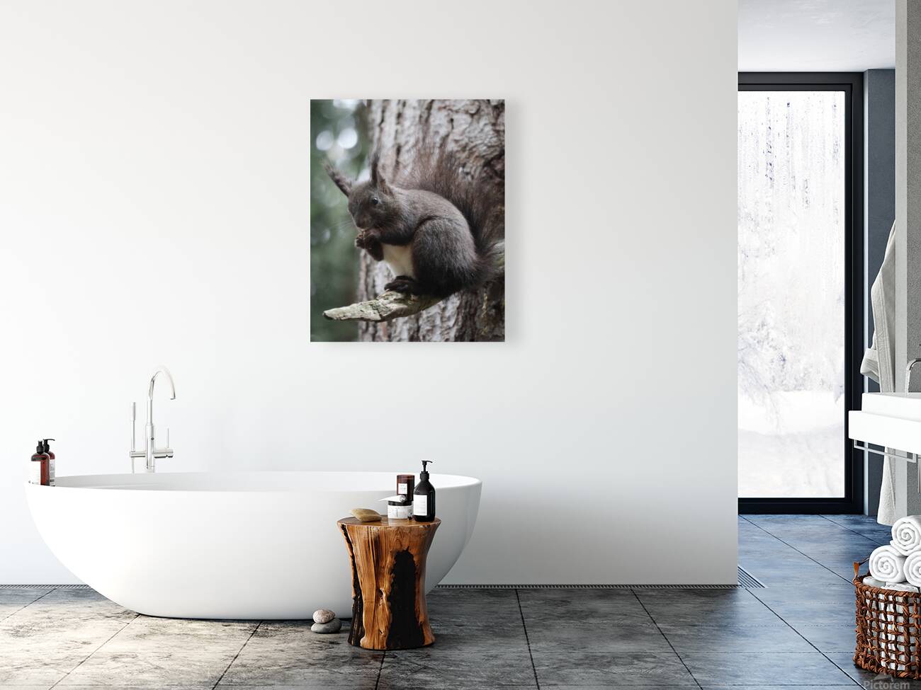 Squirrel  Reproduction