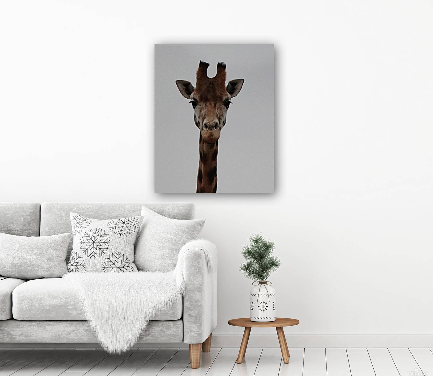 Giraffe portrait  Reproduction