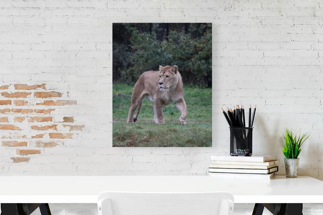 Lioness walking Reproduction