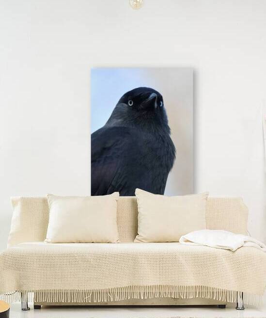 Black bird by ICI