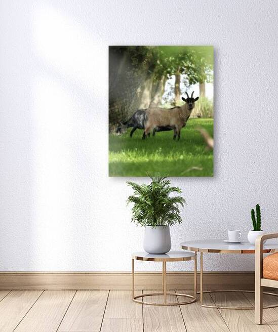 Goat in green landscape by ICI