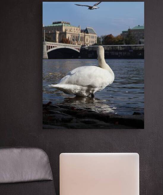 Swan Prague by ICI