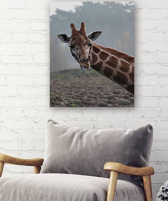 Giraffe by ICI