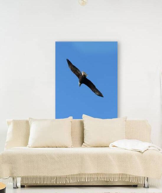 Bald Eagle in Flight. by ICI