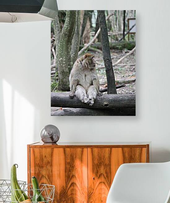 Monkey waiting by ICI