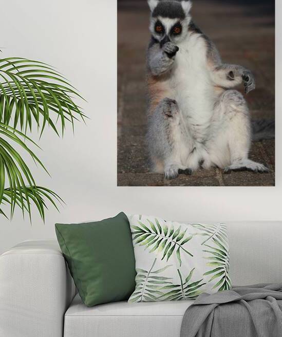 You   Ringtailed lemurs by ICI