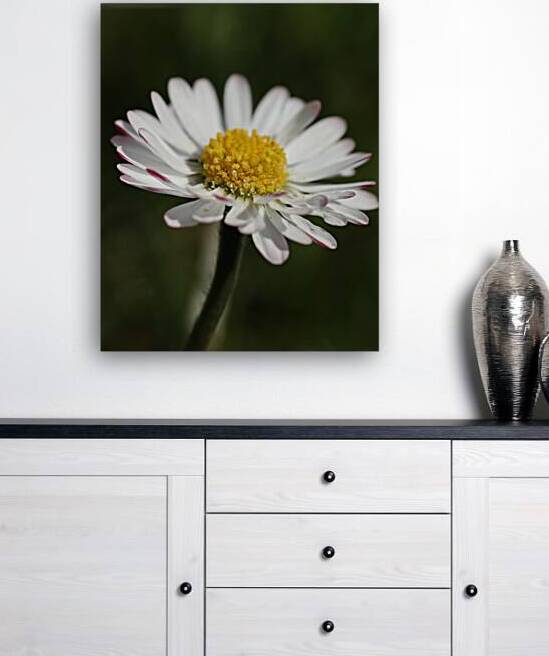 Daisy close up by ICI
