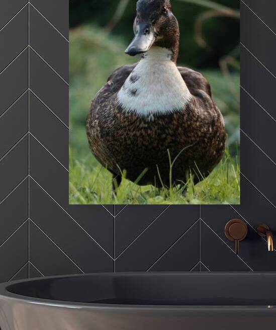 Duck by ICI