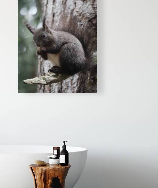 Squirrel  by ICI