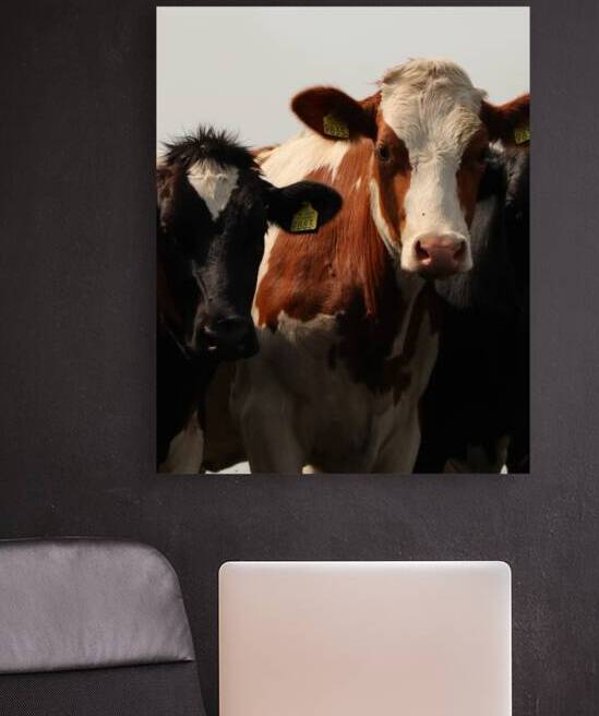 Cows by ICI