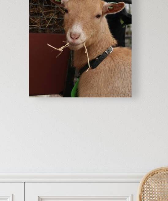 Goat by ICI