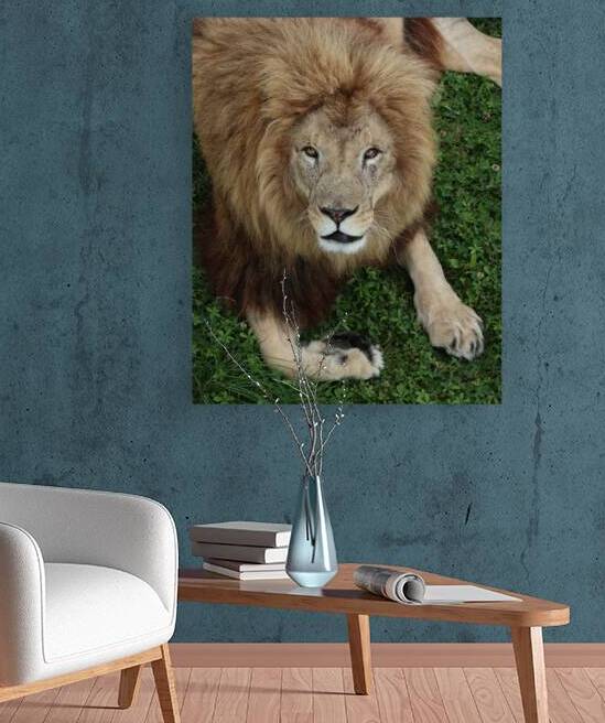 Lion staring at you by ICI
