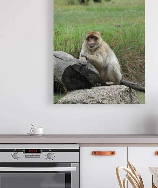 Monkey chilling in nature by ICI