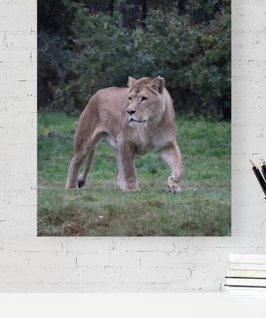 Lioness walking by ICI