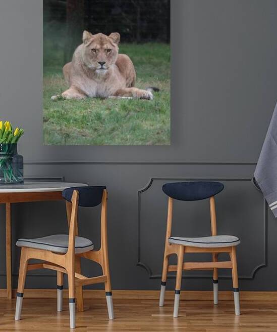 Lioness staring by ICI