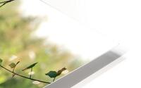 Cute cat HD Metal print