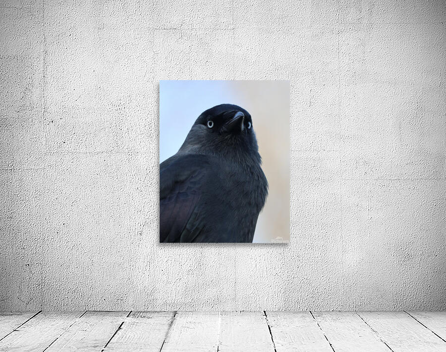 Black bird Wall Preview