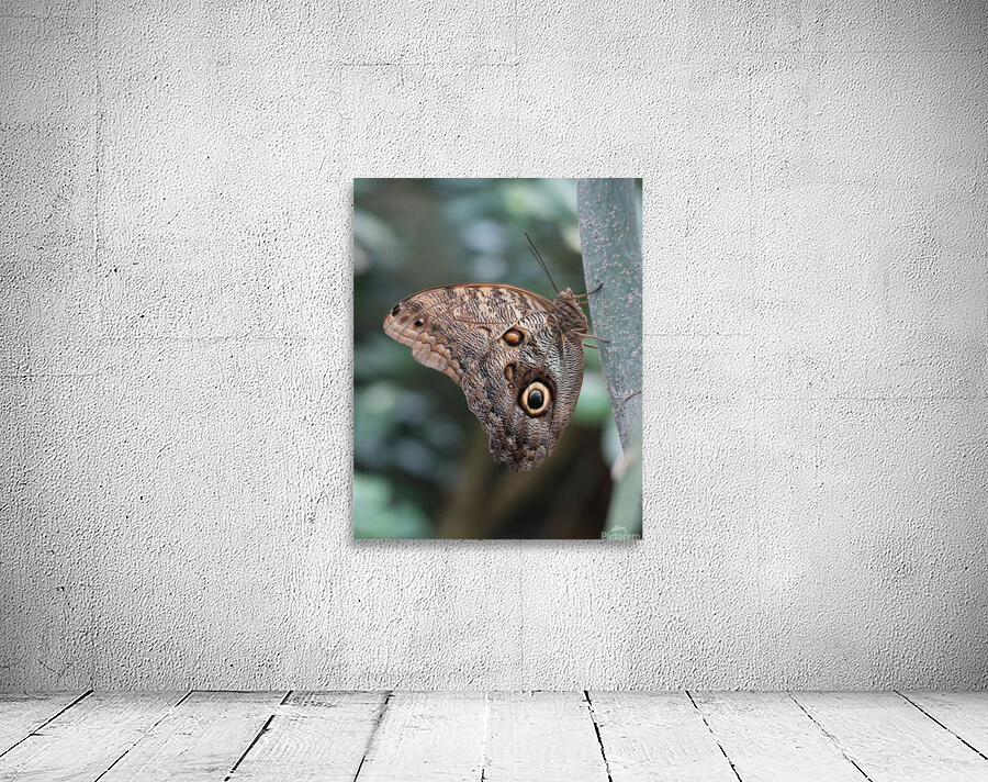 Butterfly Wall Preview