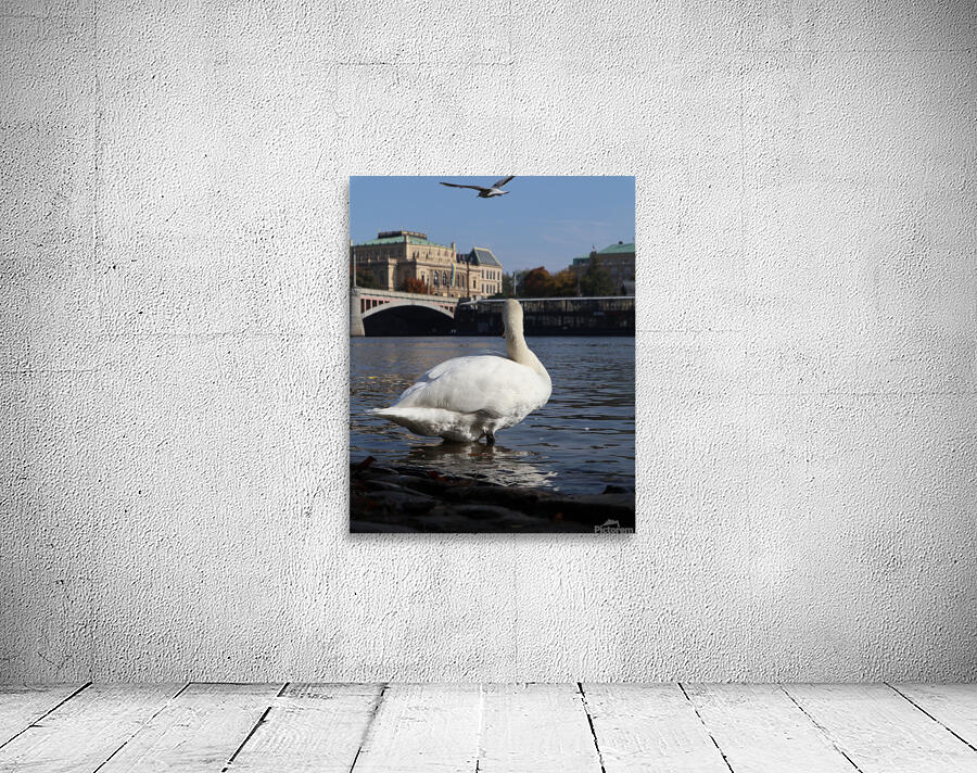 Swan Prague Wall Preview