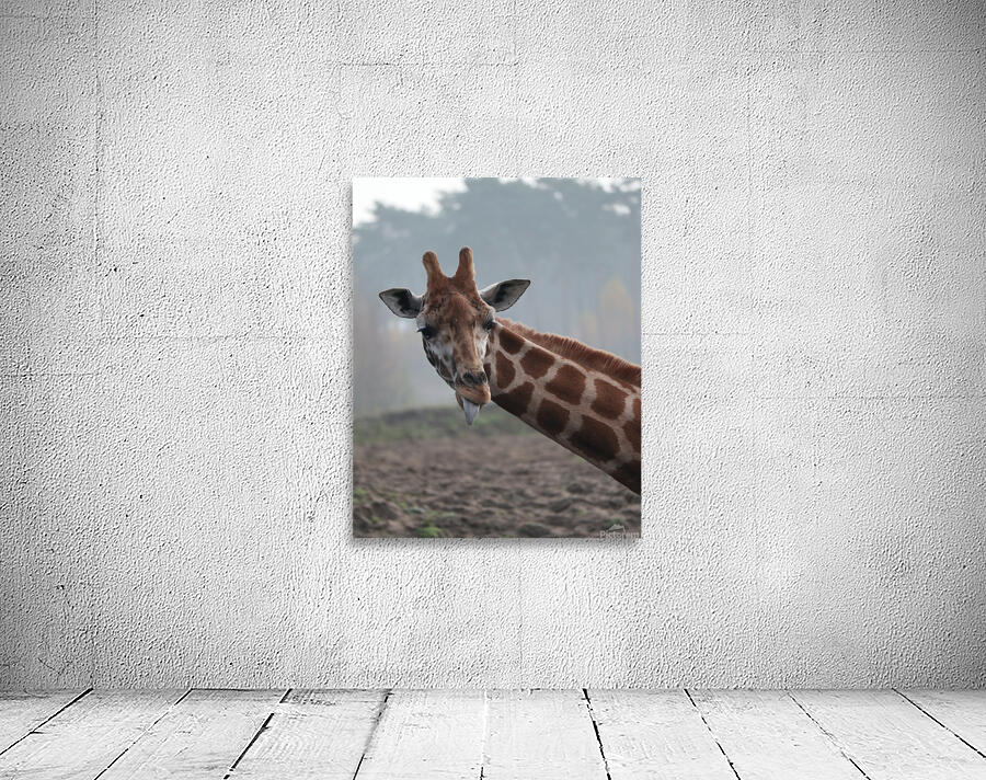 Giraffe Wall Preview