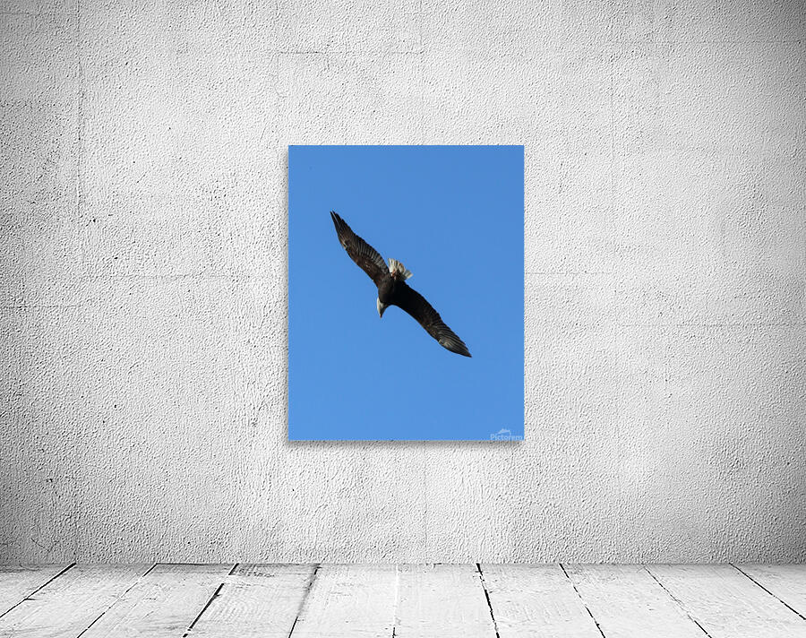 Bald Eagle in Flight. Wall Preview