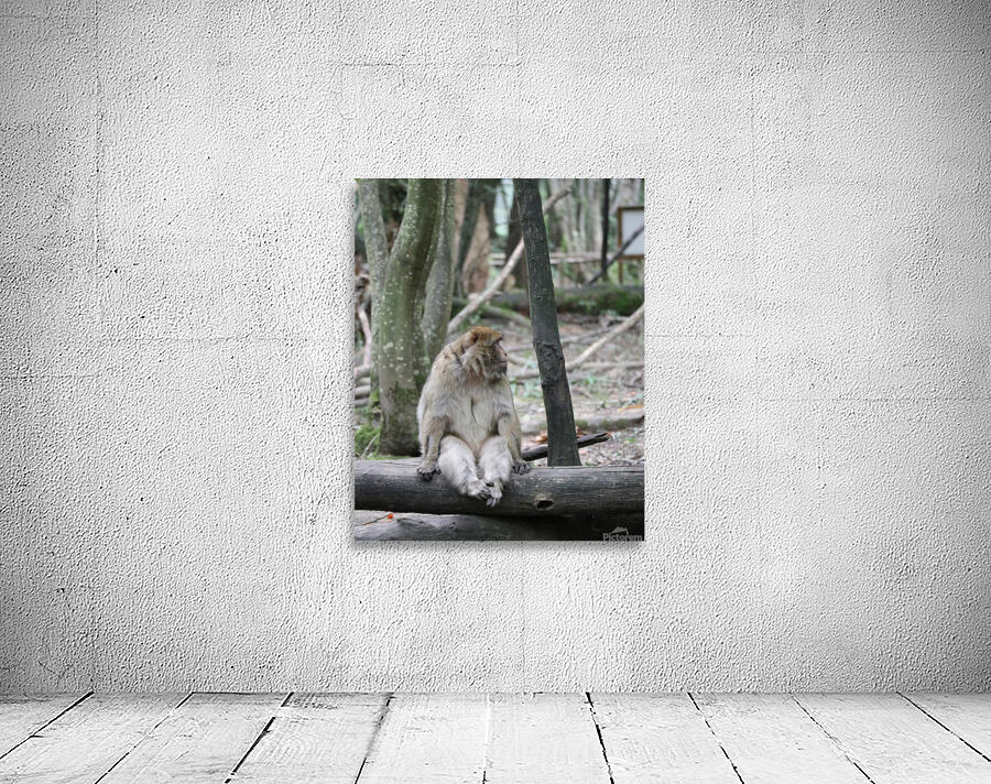 Monkey waiting Wall Preview