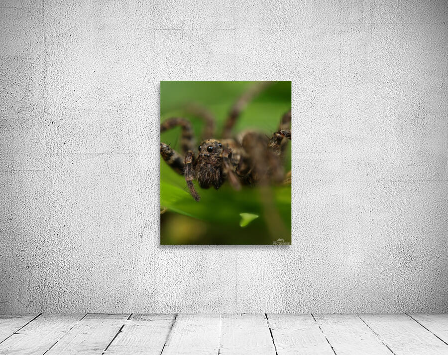 Spider close up Wall Preview