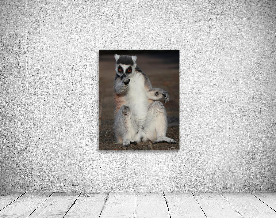 You   Ringtailed lemurs Wall Preview