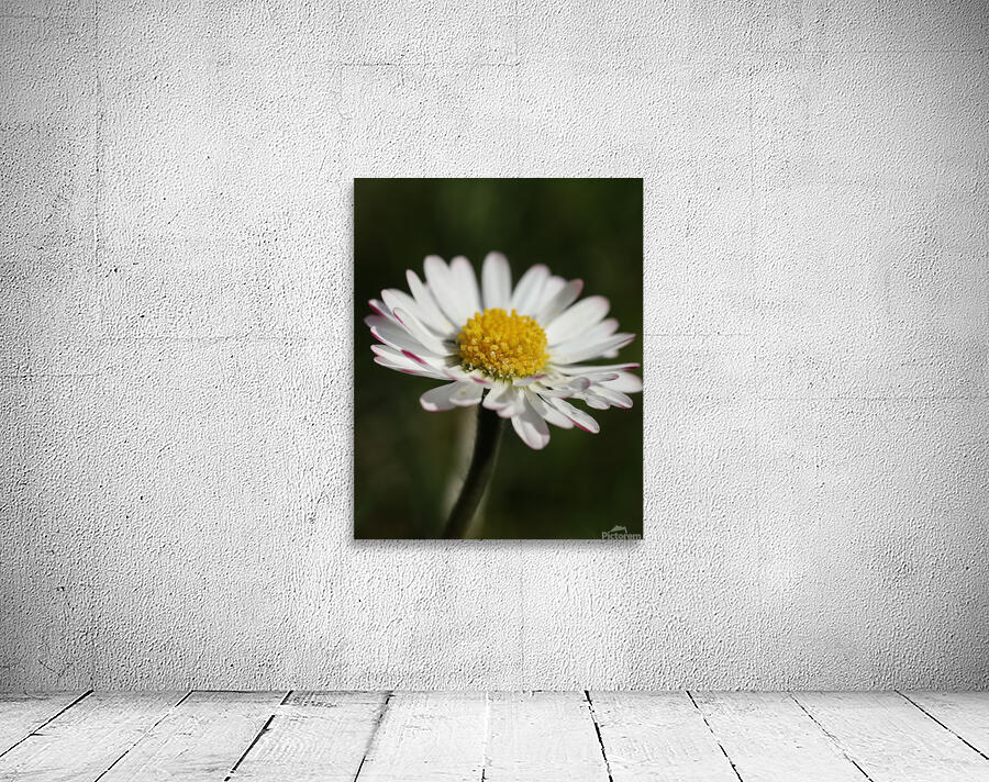 Daisy close up Wall Preview
