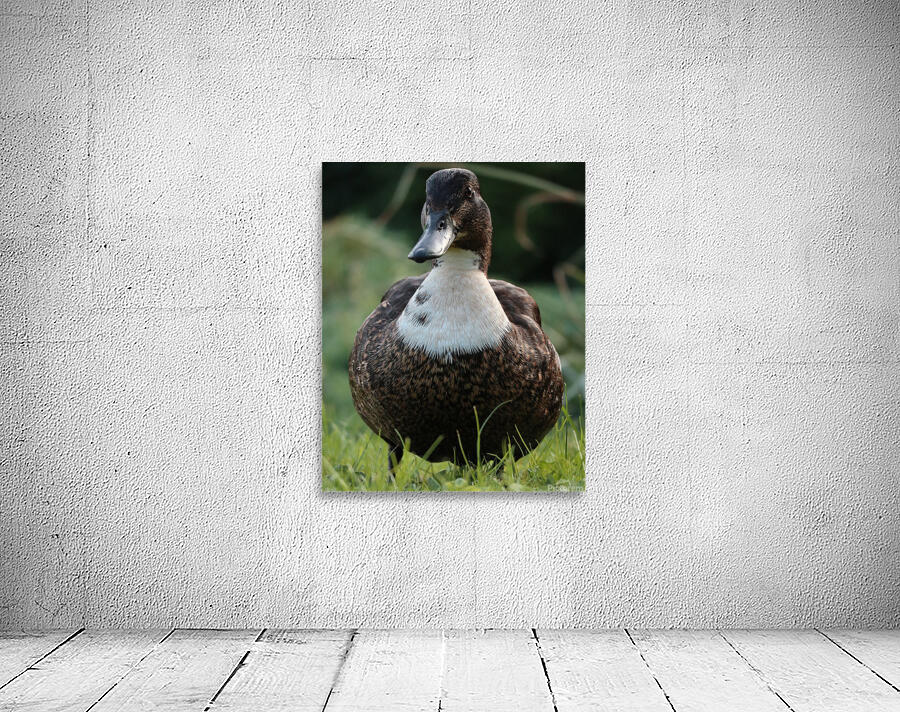 Duck Wall Preview