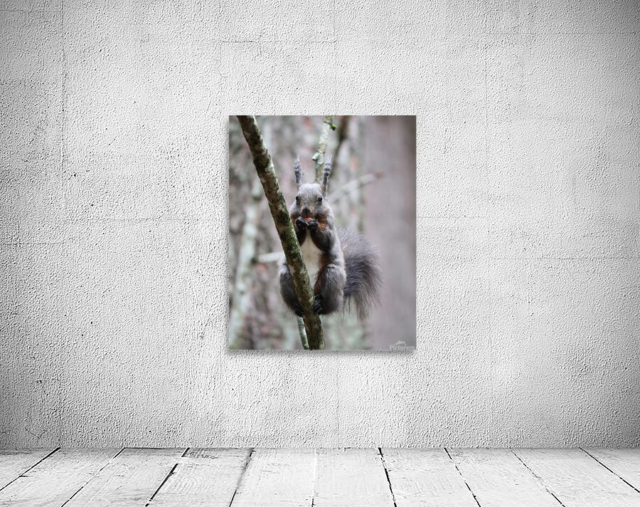 Wild Squirrel eating Wall Preview