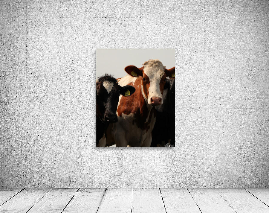Cows Wall Preview