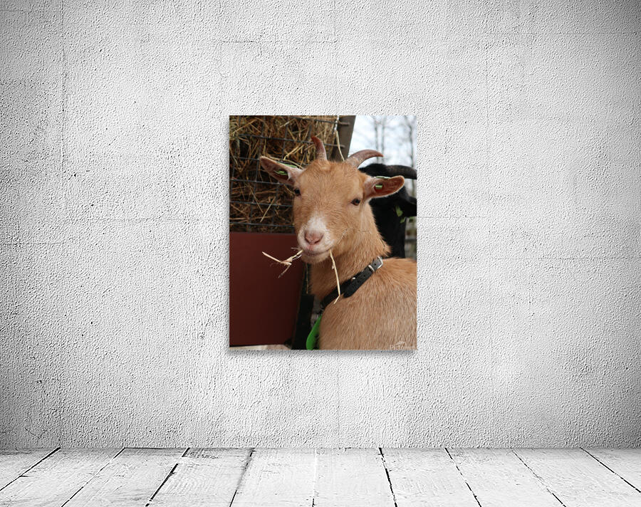 Goat Wall Preview