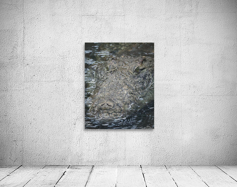 nile crocodile Wall Preview