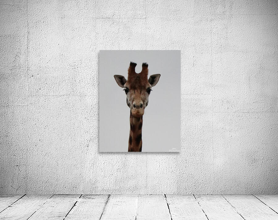 Giraffe portrait  Wall Preview