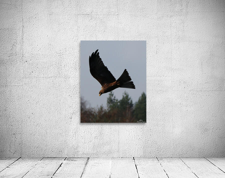 Bird flying Wall Preview