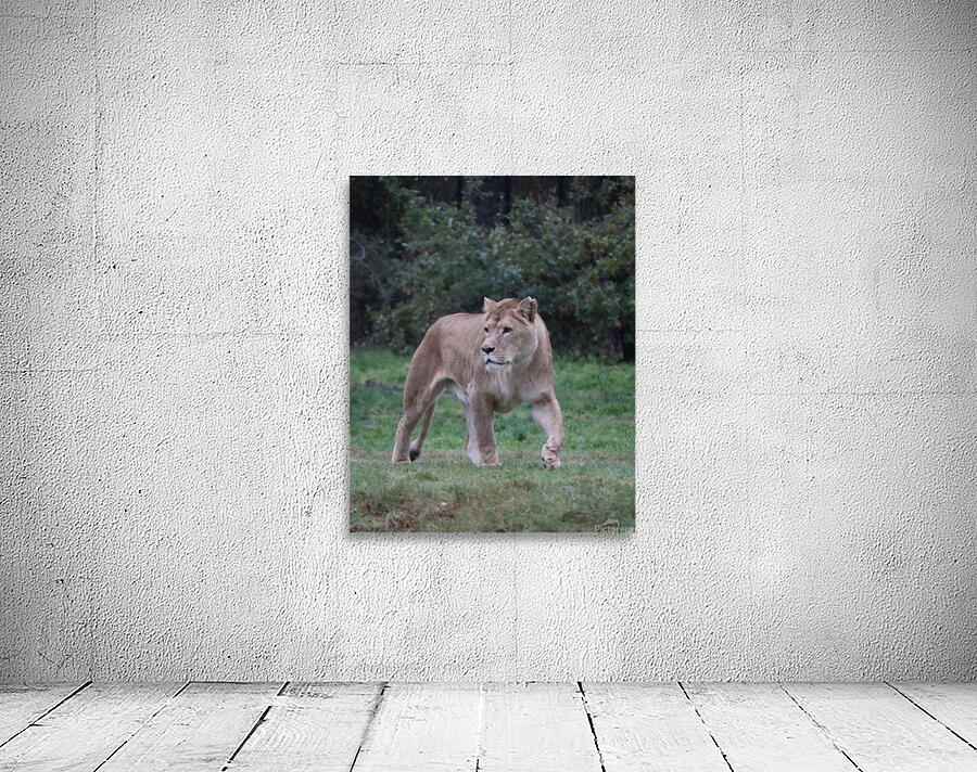 Lioness walking Wall Preview