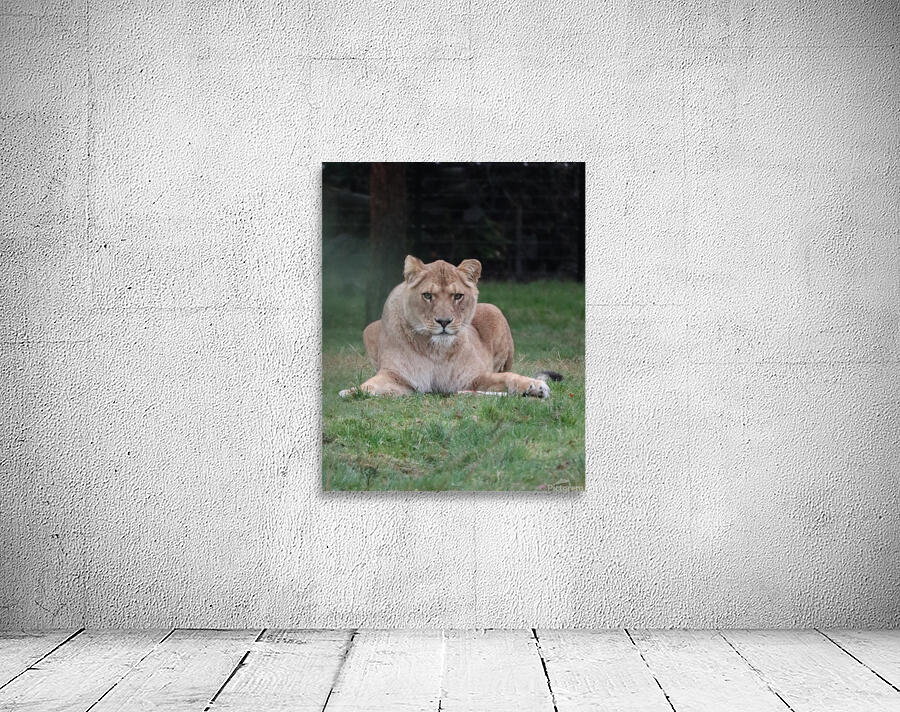 Lioness staring Wall Preview