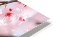 Blushing Blossoms HD Metal print