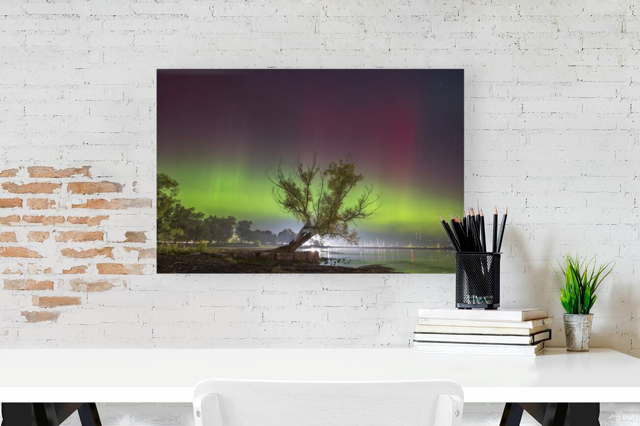 Summerfolk Tree Aurora Reproduction